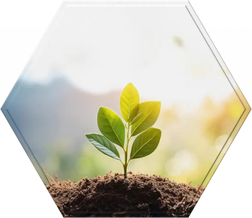 Hexagon - Junge Pflanze