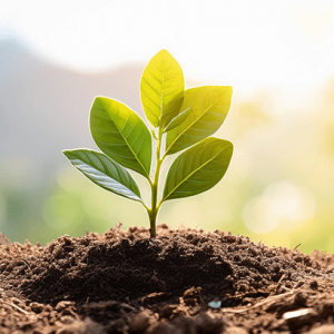 NLP Einstiegsseminar Produktbild